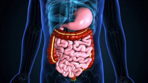 İnsan iskeleti, sindirim sistemi anatomisi. 3d illüstrasyon