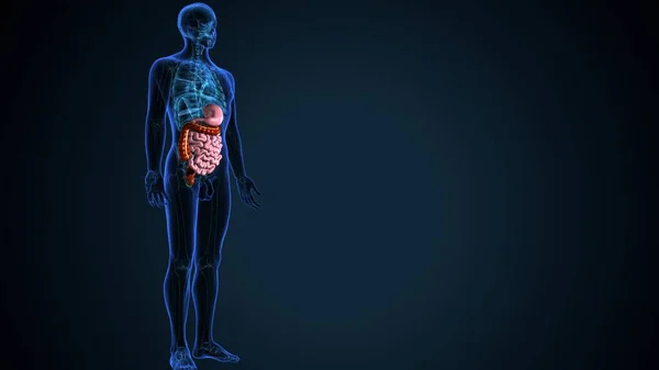 stock image human skeleton,digestive system anatomy. 3d illustration