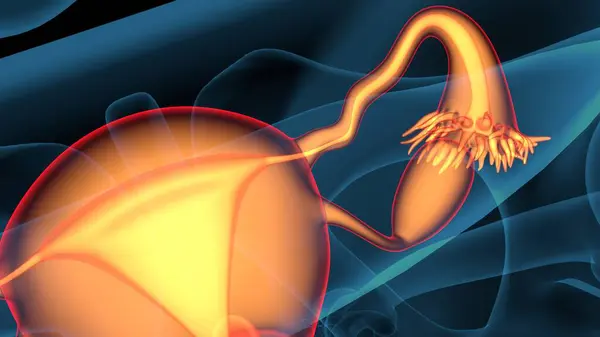 Female Respiration Sperm Anatomy Render — Stock Photo, Image