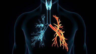 İnsan dişi üreme sistemi. 3d illüstrasyon