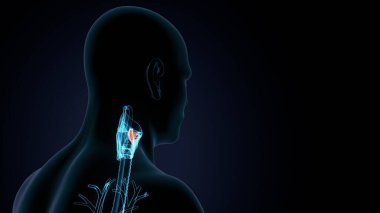 İnsan beyni anatomisi. 3d illüstrasyon