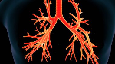 İnsan beyni anatomisi. 3d illüstrasyon