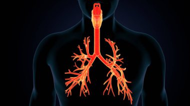 İnsan beyni anatomisi. 3d illüstrasyon