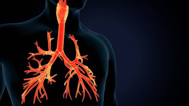 İnsan beyni anatomisi. 3d illüstrasyon