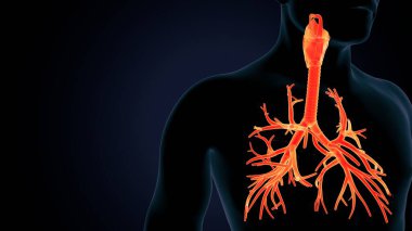 İnsan beyni anatomisi. 3d illüstrasyon