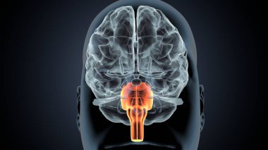 İnsan beyni anatomisi. 3d illüstrasyon