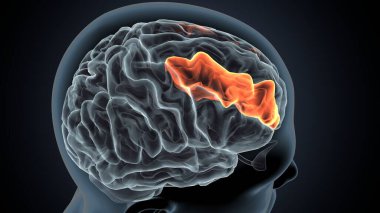 İnsan beyni anatomisi. 3d illüstrasyon