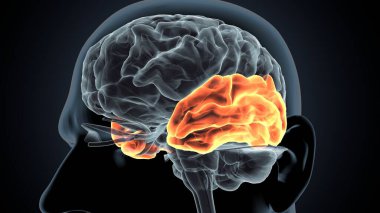 İnsan beyni anatomisi. 3d illüstrasyon