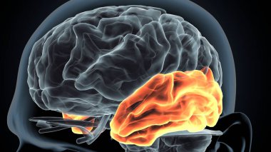 İnsan beyni anatomisi. 3d illüstrasyon