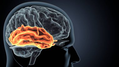 İnsan beyni anatomisi. 3d illüstrasyon