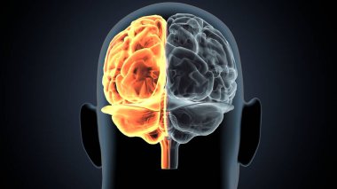 İnsan beyni anatomisi. 3d illüstrasyon