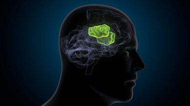 Tıbbi Konsept 3B Resim İçin İnsan Sindirim Sistemi Anatomisi