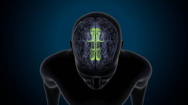 Tıbbi Konsept 3B Resim İçin İnsan Sindirim Sistemi Anatomisi