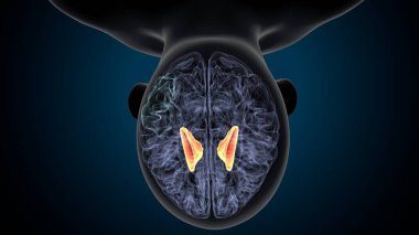 Tıbbi Konsept 3B Resim İçin İnsan Sindirim Sistemi Anatomisi