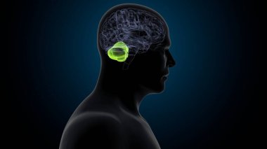 Tıbbi Konsept 3B Resim İçin İnsan Sindirim Sistemi Anatomisi