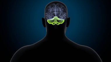 Tıbbi Konsept 3B Resim İçin İnsan Sindirim Sistemi Anatomisi