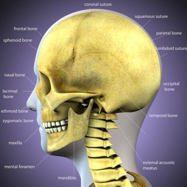 Tıbbi Konsept 3B Resim İçin İnsan Sindirim Sistemi Anatomisi