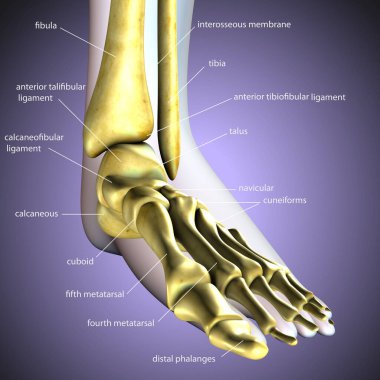 Tıbbi Konsept 3B Resim İçin İnsan Sindirim Sistemi Anatomisi