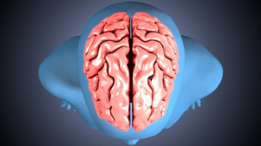 Tıbbi Konsept 3B Resim İçin İnsan Sindirim Sistemi Anatomisi