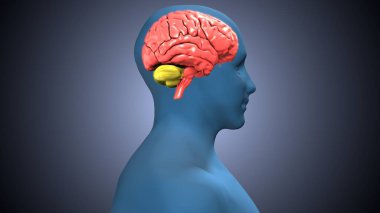 Tıbbi Konsept 3B Resim İçin İnsan Sindirim Sistemi Anatomisi