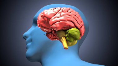Tıbbi Konsept 3B Resim İçin İnsan Sindirim Sistemi Anatomisi