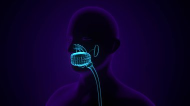 Tıbbi Konsept 3B Resim İçin İnsan Sindirim Sistemi Anatomisi