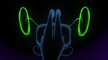 Tıbbi Konsept 3B Resim İçin İnsan Sindirim Sistemi Anatomisi