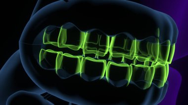 Tıbbi Konsept 3B Resim İçin İnsan Sindirim Sistemi Anatomisi