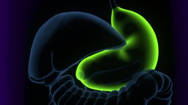 Tıbbi Konsept 3B Resim İçin İnsan Sindirim Sistemi Anatomisi