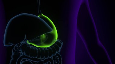 Tıbbi Konsept 3B Resim İçin İnsan Sindirim Sistemi Anatomisi