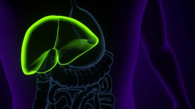 Tıbbi Konsept 3B Resim İçin İnsan Sindirim Sistemi Anatomisi
