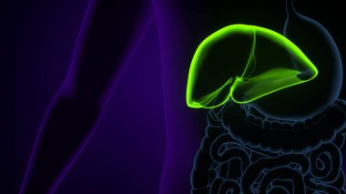 Tıbbi Konsept 3B Resim İçin İnsan Sindirim Sistemi Anatomisi