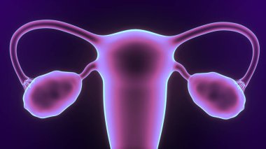 Erkek beyin anatomisi sistemi. 3d illüstrasyon