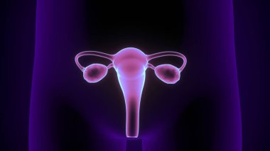 Erkek beyin anatomisi sistemi. 3d illüstrasyon