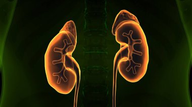 Erkek beyin anatomisi sistemi. 3d illüstrasyon