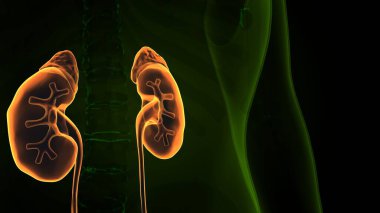 Erkek beyin anatomisi sistemi. 3d illüstrasyon