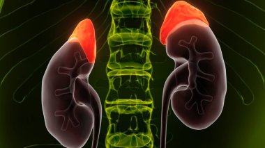 Erkek beyin anatomisi sistemi. 3d illüstrasyon