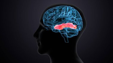 Erkek beyin anatomisi sistemi. 3d illüstrasyon