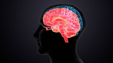 Erkek beyin anatomisi sistemi. 3d illüstrasyon