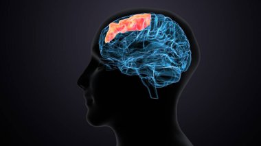 Erkek beyin anatomisi sistemi. 3d illüstrasyon