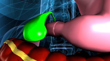 Kadın beyin anatomisi. 3d hazırlayıcı