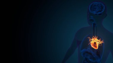 Kadın beyin anatomisi. 3d hazırlayıcı