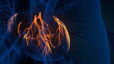 Kadın beyin anatomisi. 3d hazırlayıcı