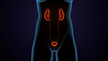 Adam skeleto kas anatomisi sistemi. 3d hazırlayıcı