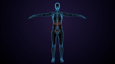 Adam skeleto kas anatomisi sistemi. 3d hazırlayıcı