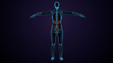 Adam skeleto kas anatomisi sistemi. 3d hazırlayıcı