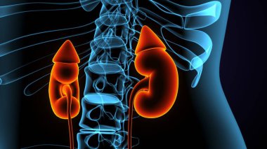 Adam skeleto kas anatomisi sistemi. 3d hazırlayıcı