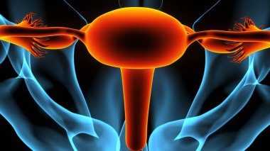 Adam skeleto kas anatomisi sistemi. 3d hazırlayıcı