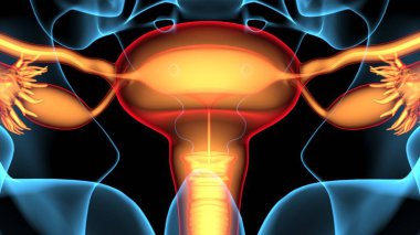 Adam skeleto kas anatomisi sistemi. 3d hazırlayıcı