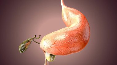 Adam skeleto kas anatomisi sistemi. 3d hazırlayıcı